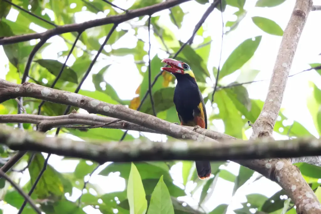 Tawny-tufted Toucanets on a Tree Branch