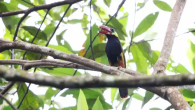 Tawny-tufted Toucanets on a Tree Branch