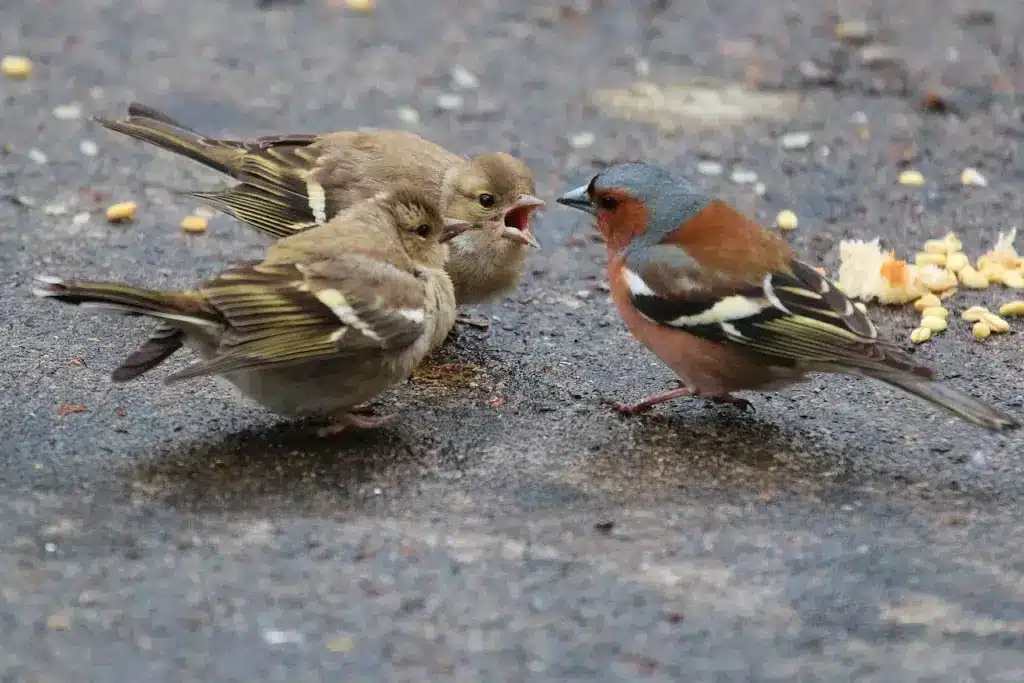 The Chaffinch Eating Together 