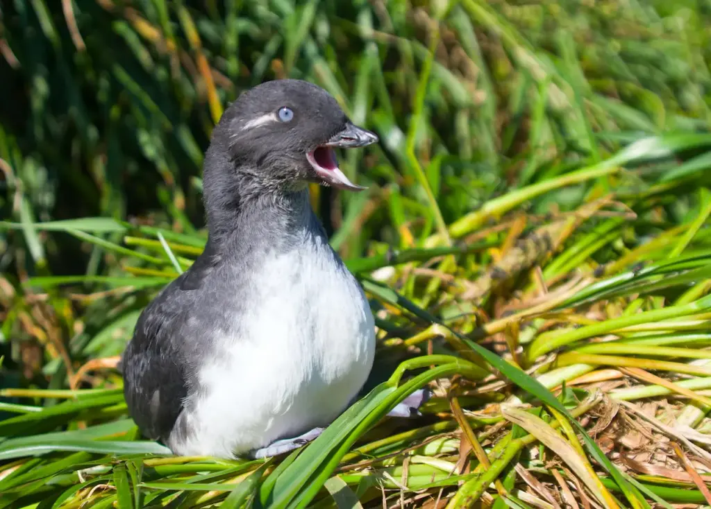 The Young Parakeet Auklet on the Grass 