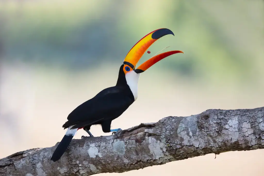 Toco Toucan Tossing a Berry