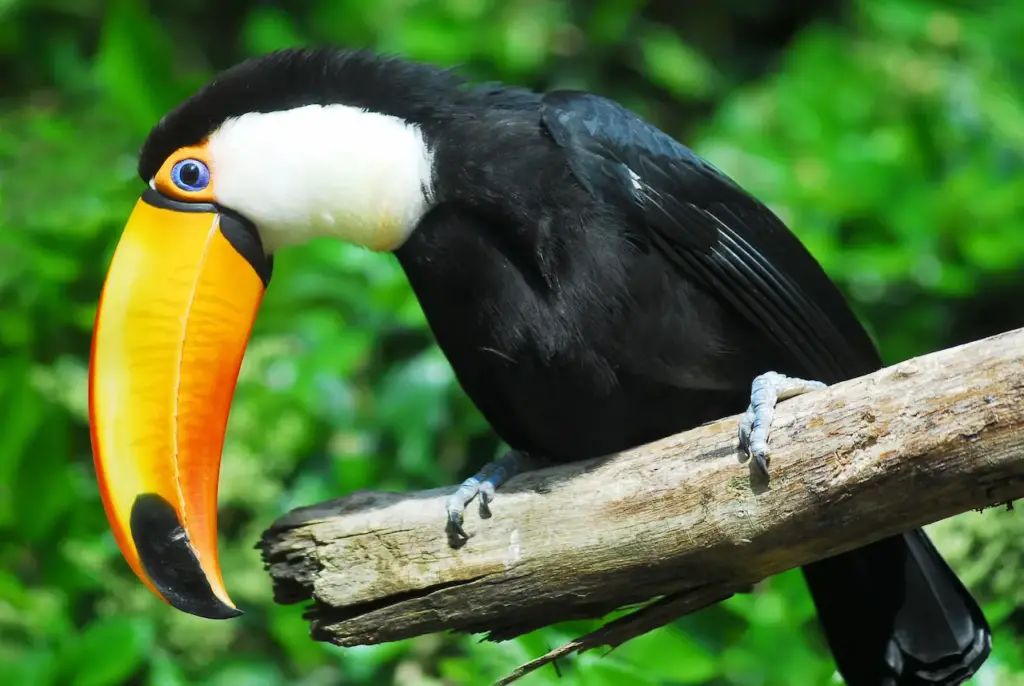 Toco Toucans Perched on Branch