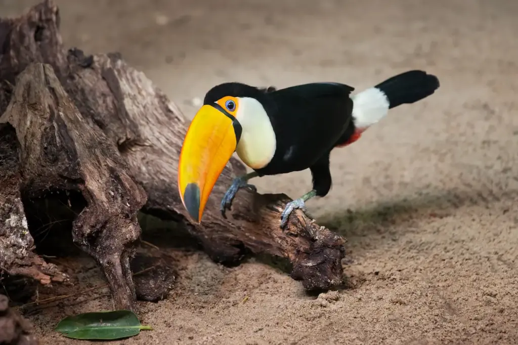 Toco Toucans on Tree Tunk