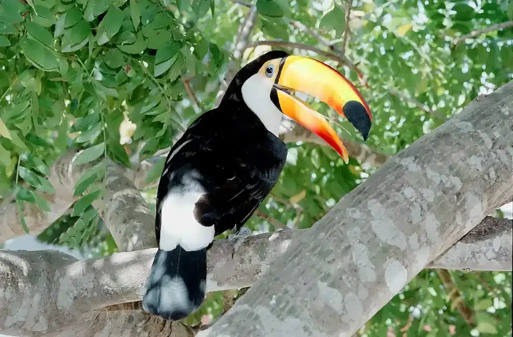 Toucan Standing on a Branch