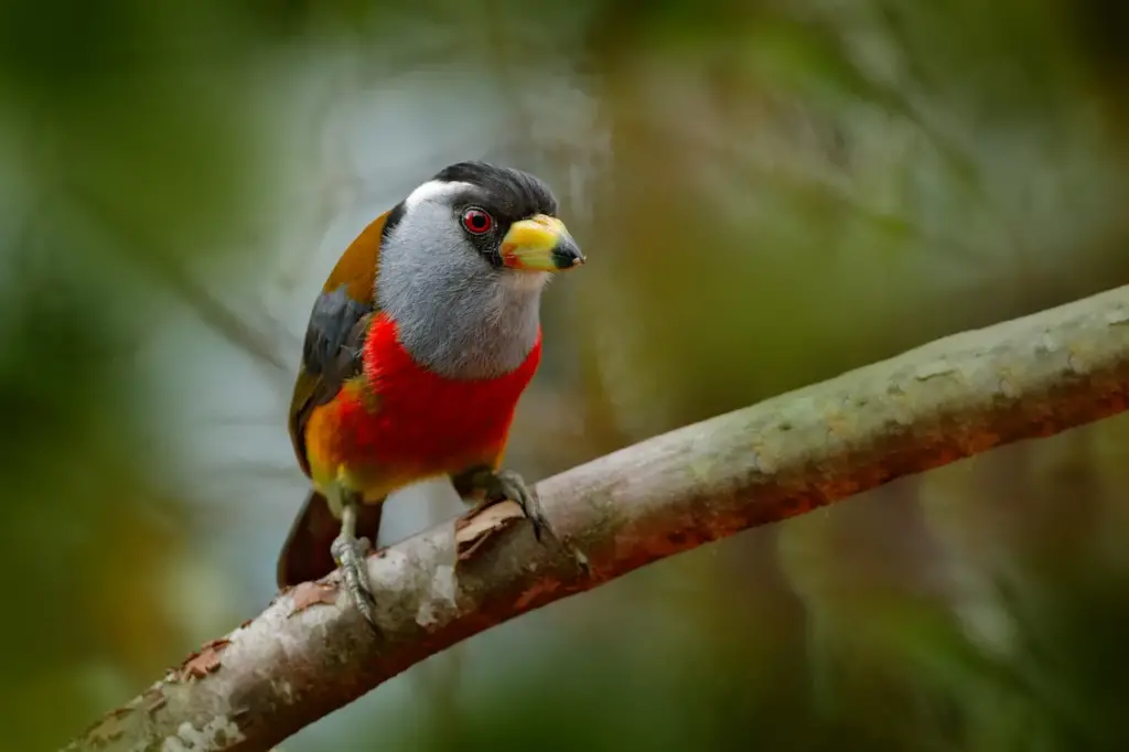 Toucan Barbets on a Branch 