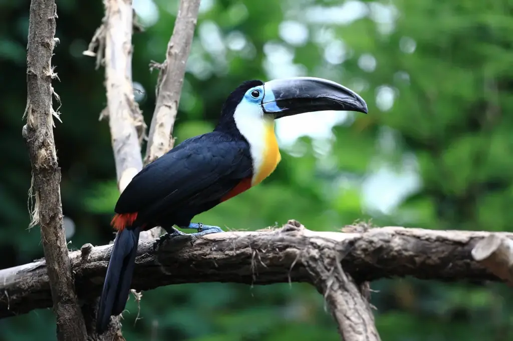 Toucan in the Wild Toucan Captive Breeding