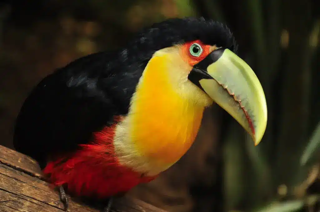 Close up Image of a Red Toucan, Toucan Facts 