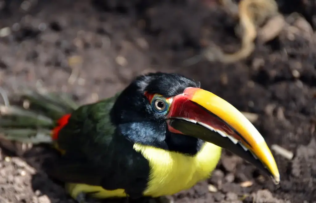 Toucan Green Aracari Shows Long Bill
