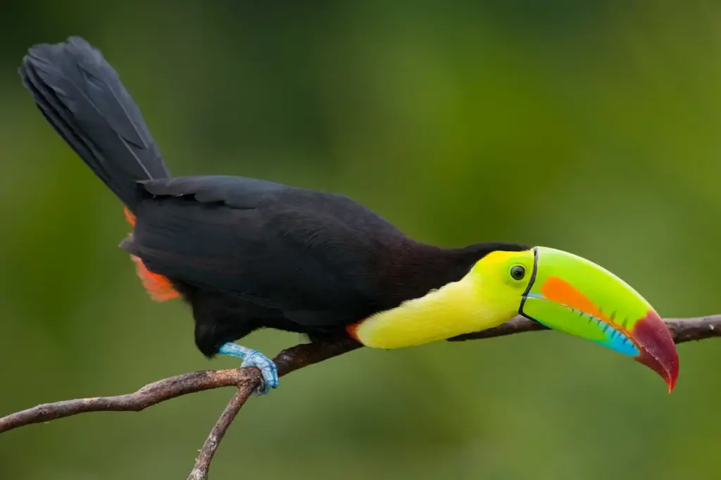 Toucan Species Perched on Branch