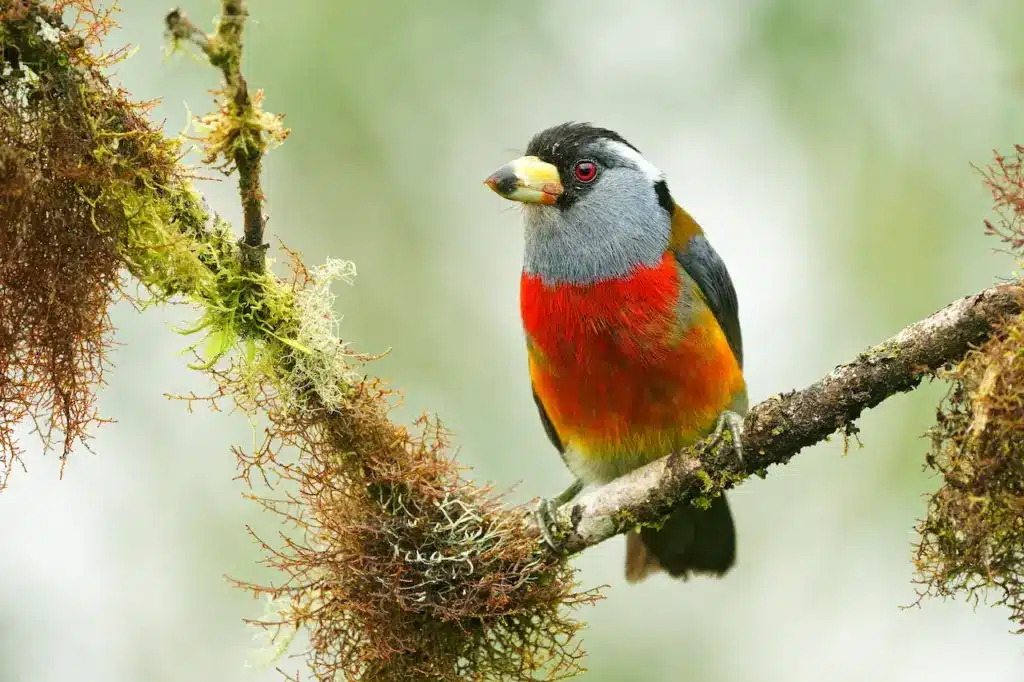 Toucan-barbets Resting on a Tree Branch 