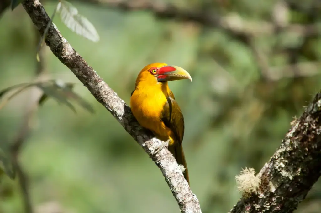 Saffron Toucanets on a Tree Branch