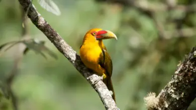 Saffron Toucanets on a Tree Branch