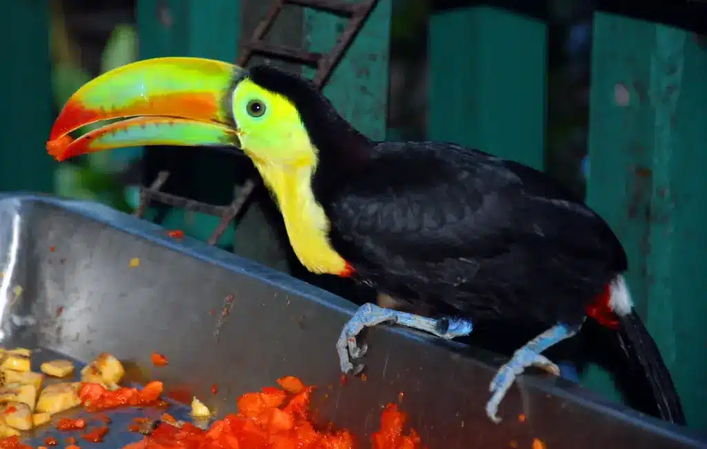 Toucans Eating 
