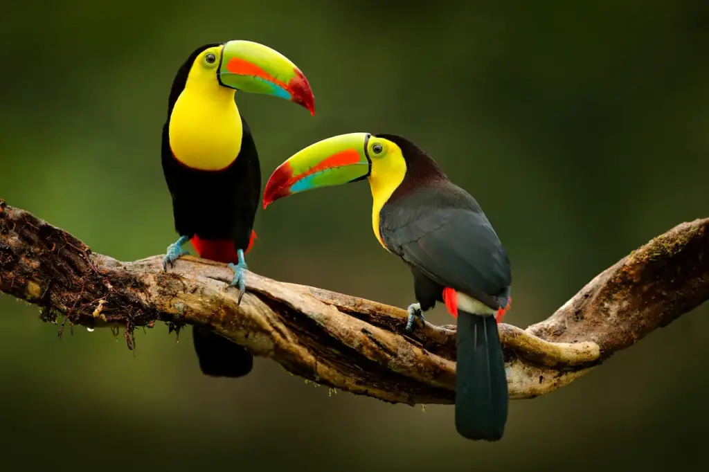 Keel Billed Toucans Perched on Tree