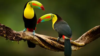 Keel Billed Toucans Perched on Tree