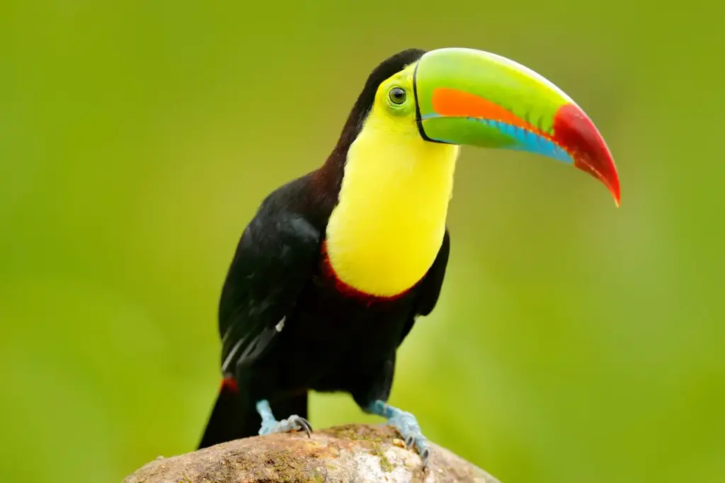 Close up Image of Toucan's Bill