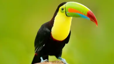 Close up Image of Toucan's Bill