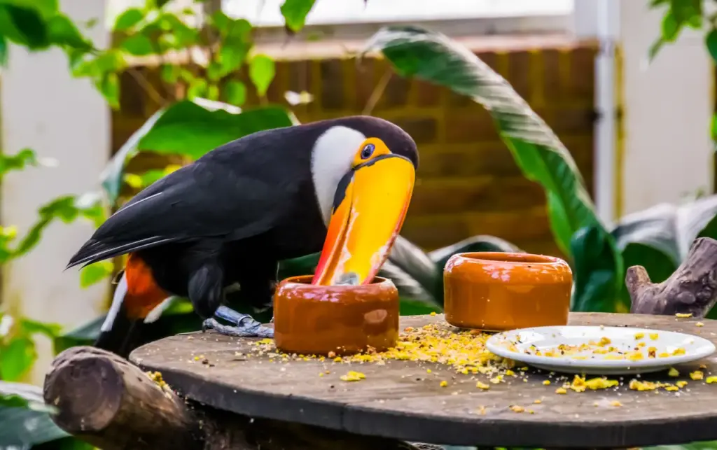 Toucan Eating Seeds Toucans Diet