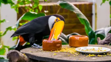 Toucan Eating Seeds Toucans Diet