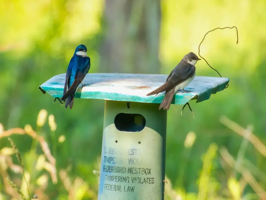 Tree Swallow Nesting Box