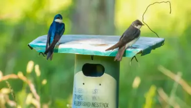 Tree Swallow Nesting Box