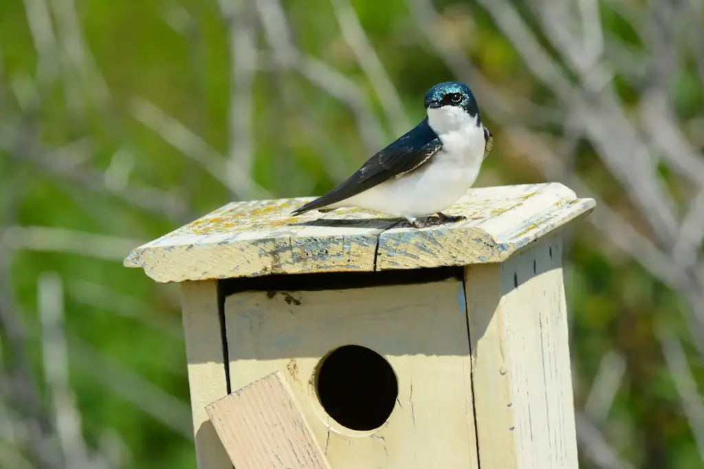 Tree Swallow Perched on a Nesting Box