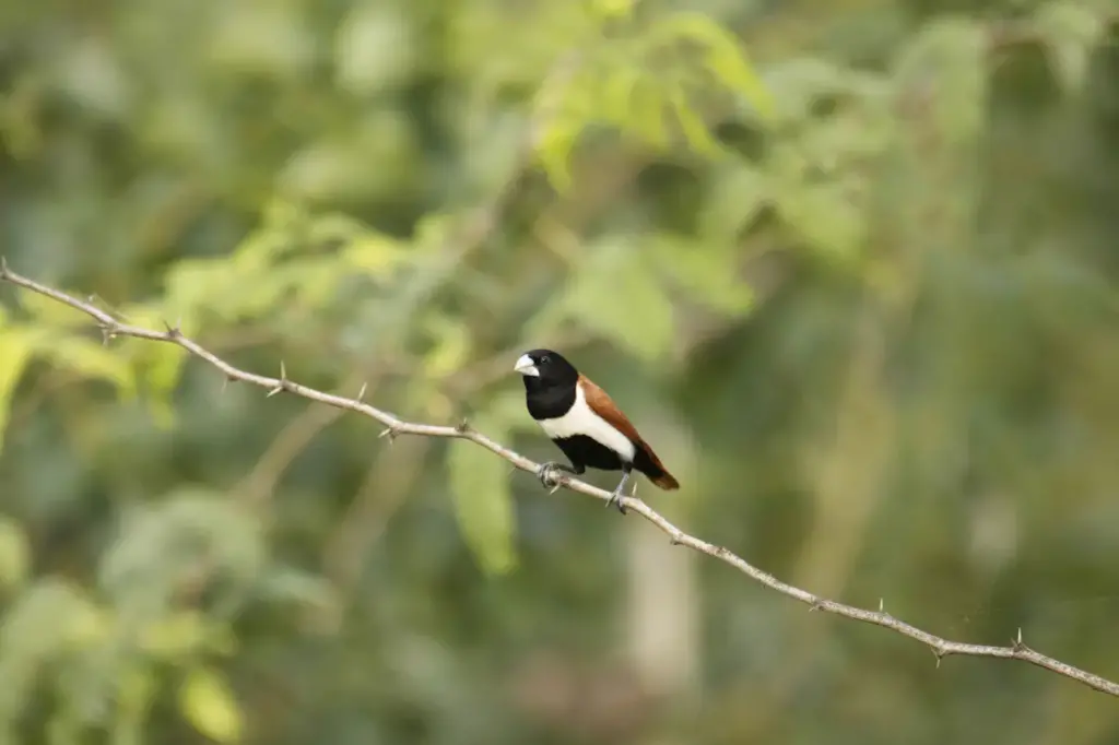 Tricolored Munia on a Twig 