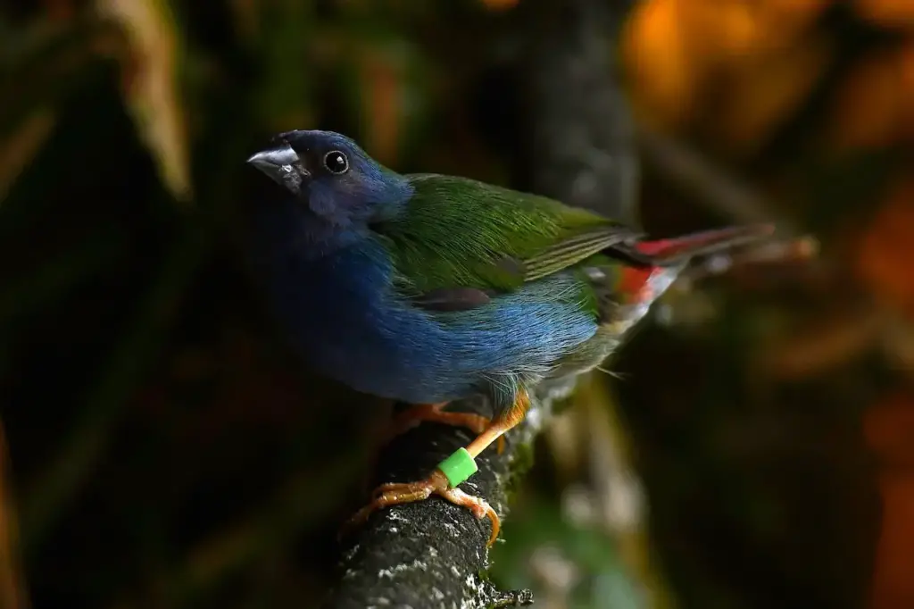 Tricolored Parrotfinch on  the Branch 
