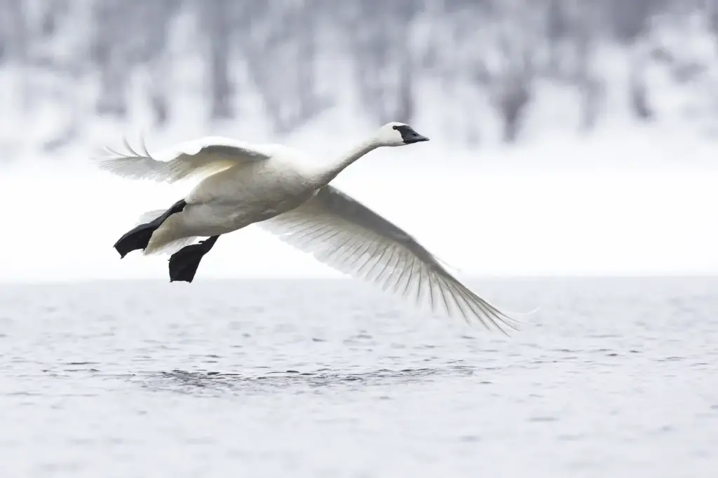 Trumpeter Swan Flying Above The River
