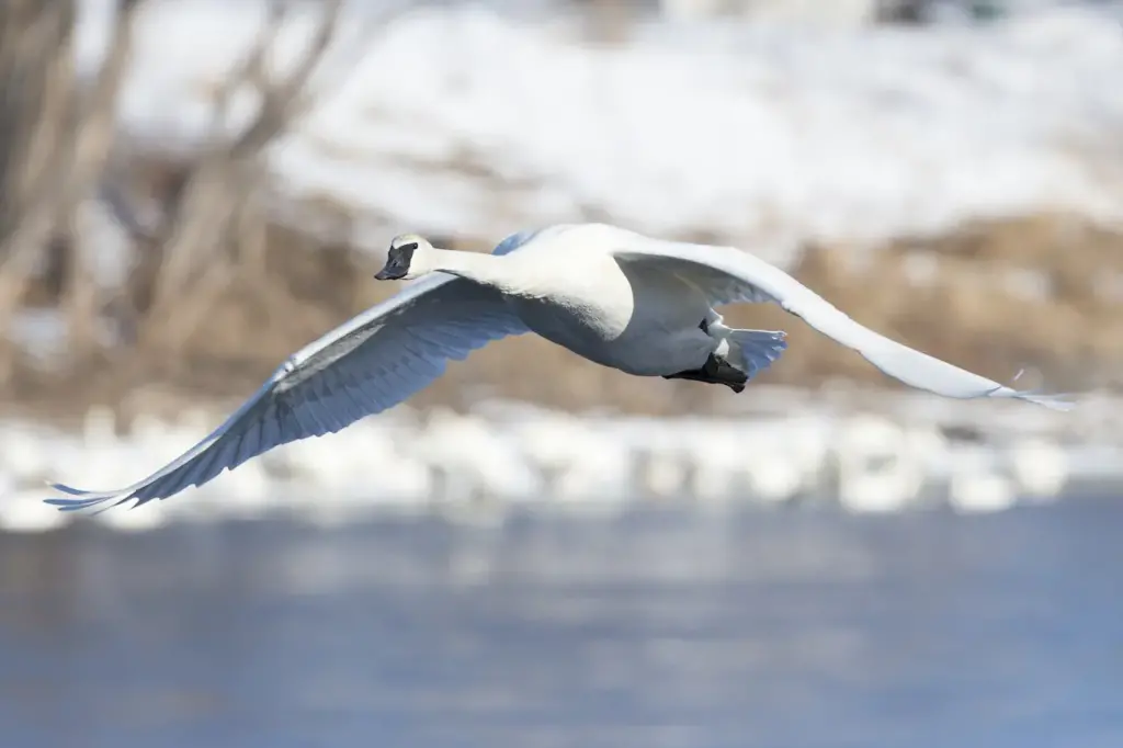 Flying Trumpeter Swan Breeding