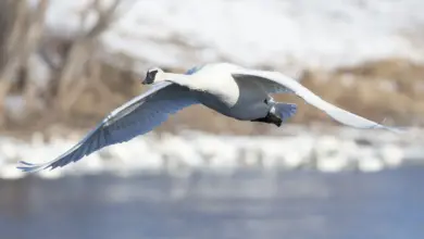 Flying Trumpeter Swan Breeding