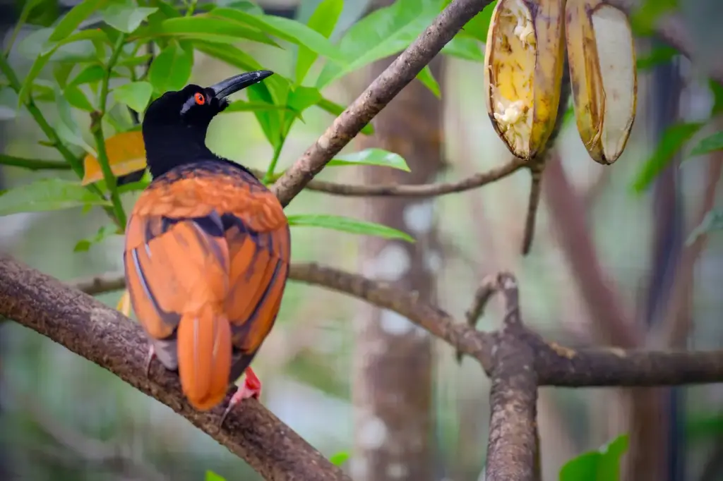 Twelve Wired Bird on the Branch 