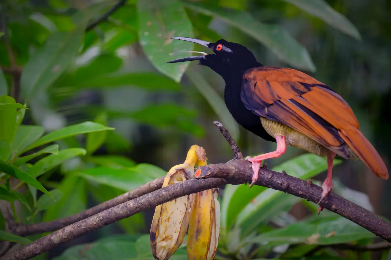 Twelve-wired Bird of Paradise in Walsrode | All About Wildlife