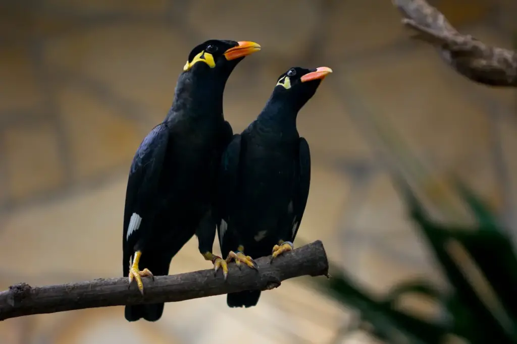 Two Common Hill Mynas