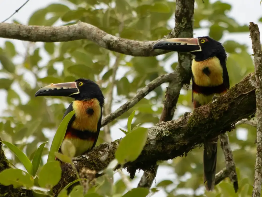 Two Lettered Aracaris (Pteroglossus inscriptus) In A Tree