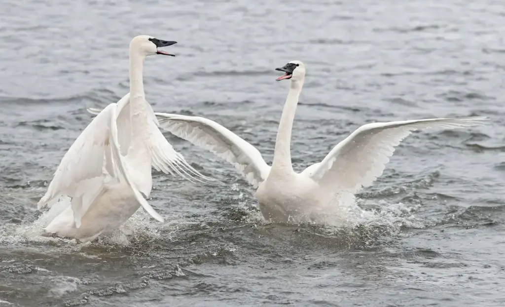 Two Trumpeter Swan Spreading Their Wings On The Water