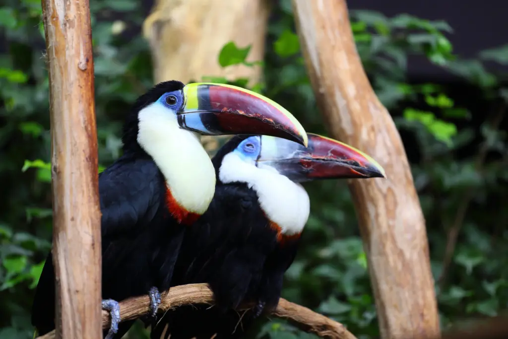 Two White-throated Toucans Sitting on a Branch 