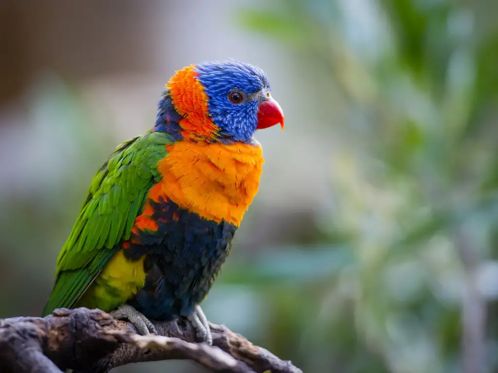 Bright Rainbow Lorikeet Parrot Vanuatu Parrots
