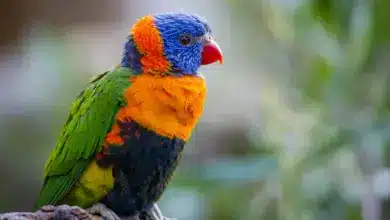 Bright Rainbow Lorikeet Parrot Vanuatu Parrots