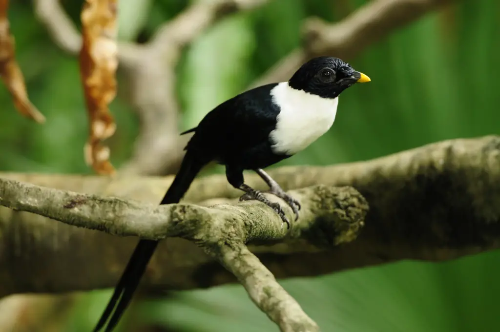 White-necked Mynas Perched on Branch 