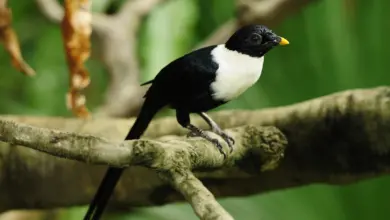 White-necked Mynas Perched on Branch