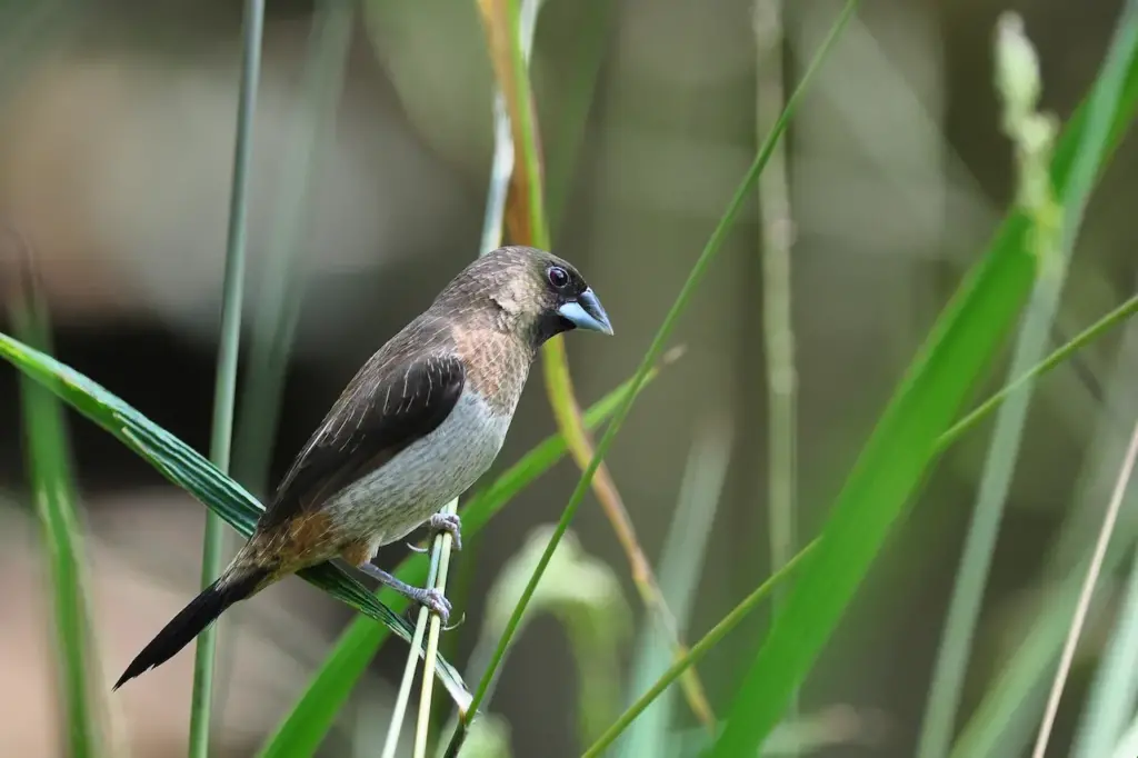 White-rumped Munia on a Thorn 