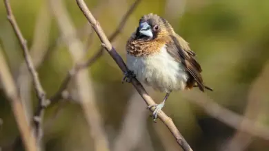 White-rumped Munias Sitting On A Twig