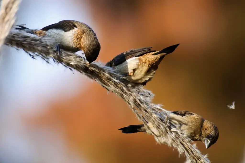 White-rumped Munias Pecking Tiny Seeds Of A Grain 