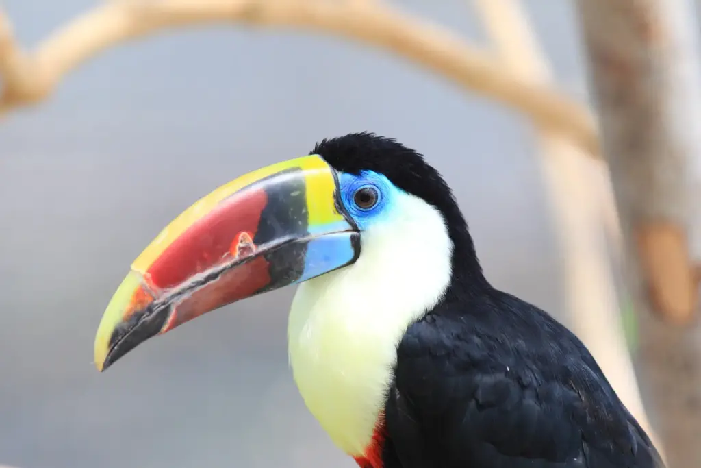 Close up Image White-throated Toucans