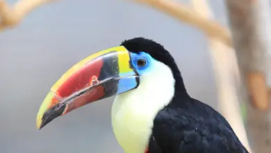 Close up Image White-throated Toucans