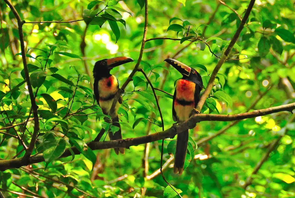 Wild Toucans Resting on a Tree 