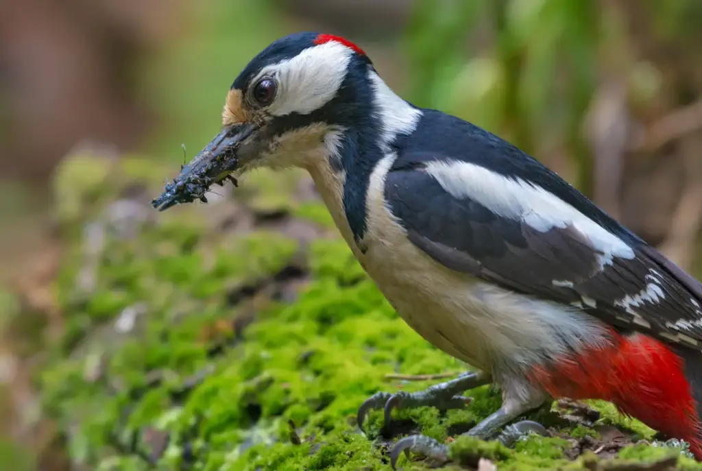 Woodpecker Diet Eating Ants