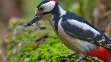 Woodpecker Diet Eating Ants