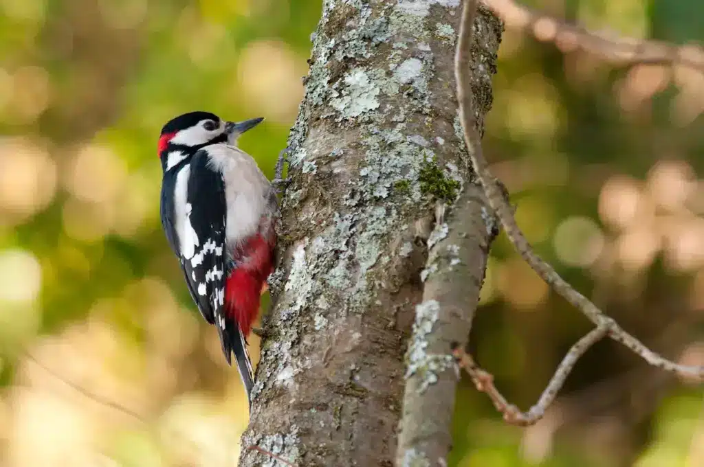 Woodpecker Species Perched on the Woods 